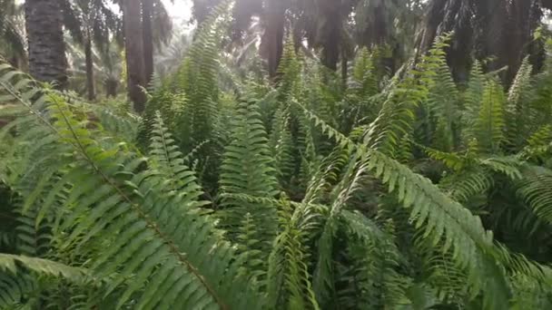 Footage Green Wild Fiddlehead Fern — Stock Video