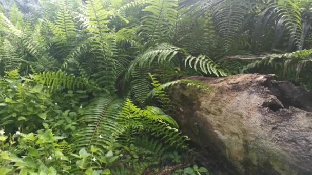 Imagens Samambaia Selvagem Verde Fiddlehead — Vídeo de Stock