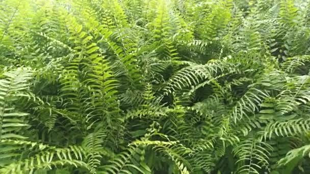Footage Green Wild Fiddlehead Fern — Stock Video