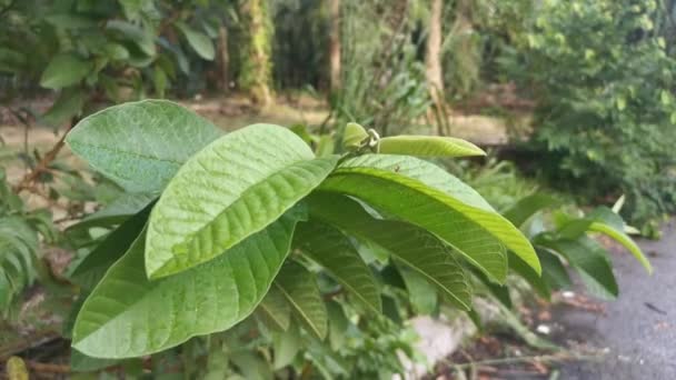 Images Des Feuilles Guajava Psidium — Video