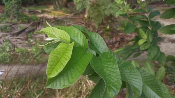 Πλάνα Από Φύλλα Του Psidium Guajava — Αρχείο Βίντεο