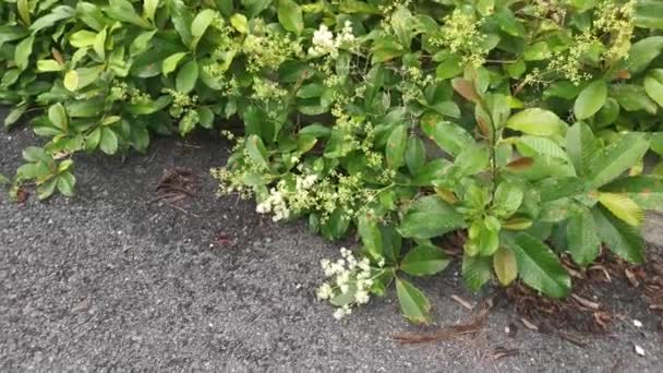 Imágenes Planta Silvestre Malezas Tetracera Sarmentosa — Vídeo de stock