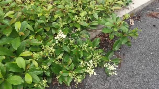 Séquences Plante Sauvage Mauvaises Herbes Tétracera Sarmentosa — Video