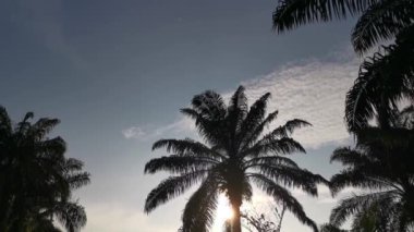 Sabahın erken saatlerinde palmiye ağaçlarının siluetinin görüntüleri..