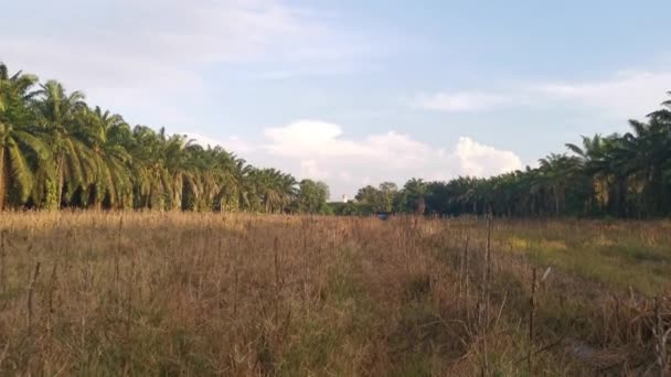 Aufnahmen Der Brache Vor Dem Schönen Morgenhimmel — Stockvideo