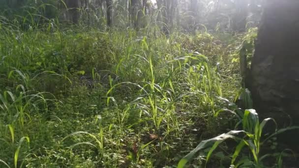 Imagens Luz Solar Manhã Iluminando Grama Verde Selvagem — Vídeo de Stock