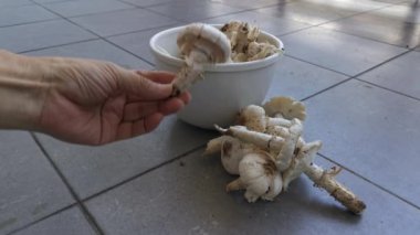 Yenilebilir taze çiğ termitomyce mantarlarının görüntüleri..