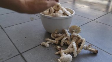 Yenilebilir taze çiğ termitomyce mantarlarının görüntüleri..