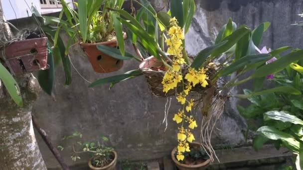Footage of the Kandyan Dancer Orchid — Stock Footage Footage Kandyan Dancer Orchid Stock Video