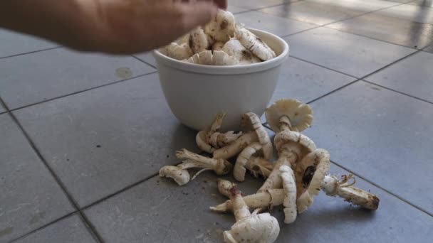 Imágenes Los Champiñones Crudos Desplumados Frescos Comestibles Termitomyces — Vídeo de stock