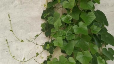 Kirli beton duvarda sürünen salatalığın görüntüleri..