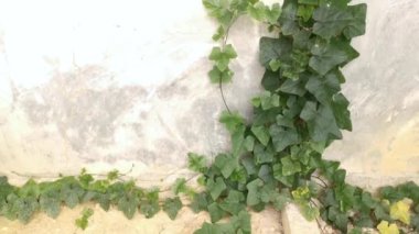 Kirli beton duvarda sürünen salatalığın görüntüleri..