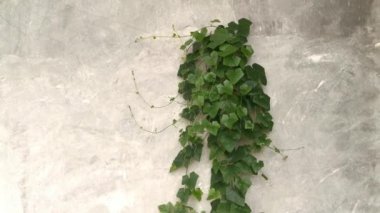 Kirli beton duvarda sürünen salatalığın görüntüleri..