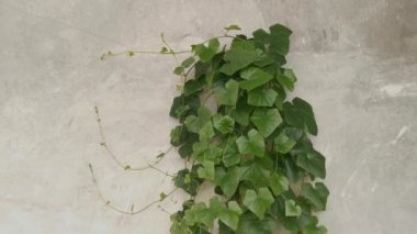 Kirli beton duvarda sürünen salatalığın görüntüleri..