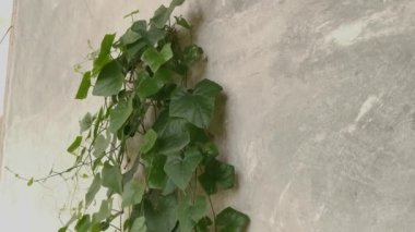 Kirli beton duvarda sürünen salatalığın görüntüleri..