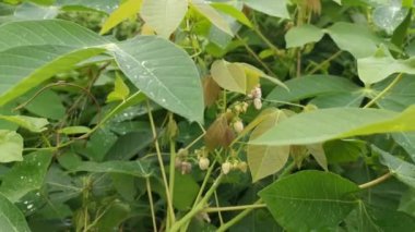 Hardy cassava ya da tapyoka tomurcuk bitkisinin görüntüleri