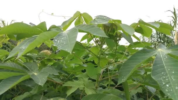 Materiał Filmowy Hardy Cassava Lub Tapioca Pączek Roślin Kwiatowych — Wideo stockowe