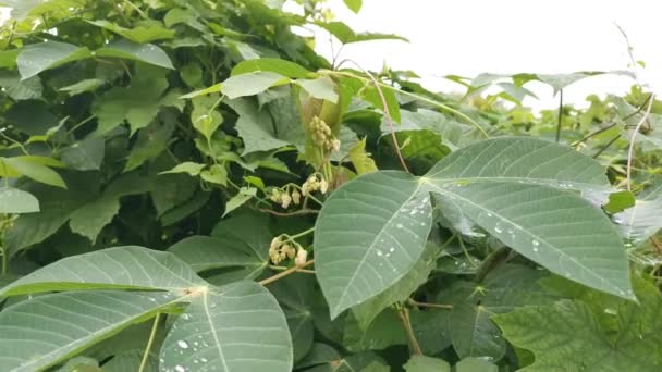 Záběry Odolné Rostliny Kasavy Nebo Tapioky Poupat — Stock video