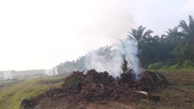 Palmiye yağı ekiminin görüntüleri. Kesilmiş ağaç dumanla yanıyor. 