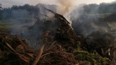 Palmiye yağı ekiminin görüntüleri. Kesilmiş ağaç dumanla yanıyor. 