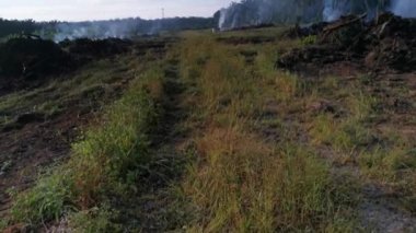 Palmiye yağı ekiminin görüntüleri. Kesilmiş ağaç dumanla yanıyor. 