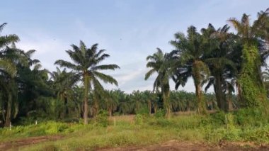 Kırsal kesimde güneşin doğuşunun görüntüleri..