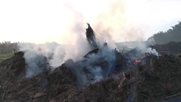 Séquences Plantation Huile Palme Coupé Arbre Brûlant Fumée — Video