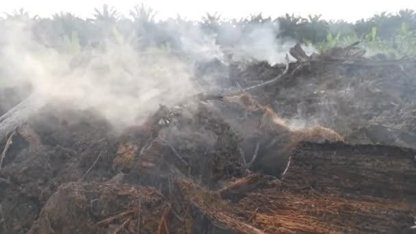 Imagens Plantação Óleo Palma Árvore Cortada Queimando Fumaça — Vídeo de Stock