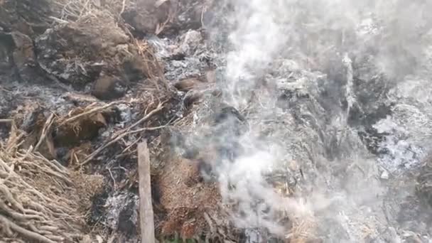 Footage Palm Oil Plantation Slashed Tree Burning Smoke — Stock Video