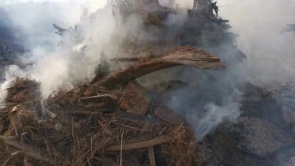 Materiał Filmowy Plantacji Oleju Palmowego Ściętego Drzewa Palącego Się Dymu — Wideo stockowe