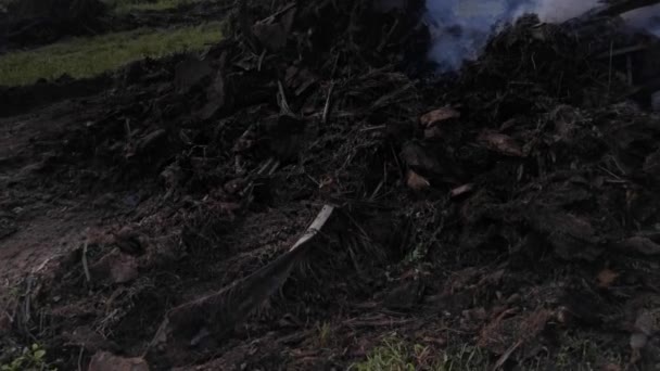 Aufnahmen Von Der Palmölplantage Die Rauch Aufging — Stockvideo