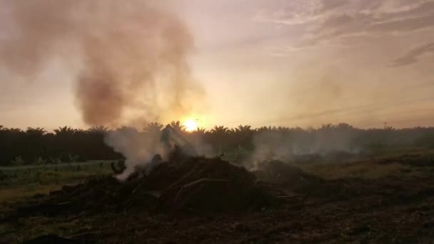 Lapso Tempo Fumaça Desmatamento Plantação Óleo Palma Subindo Céu Matutino — Vídeo de Stock