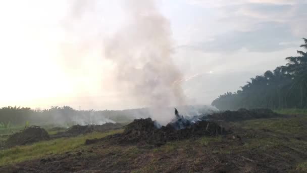 Lapso Tempo Fumaça Desmatamento Plantação Óleo Palma Subindo Céu Matutino — Vídeo de Stock