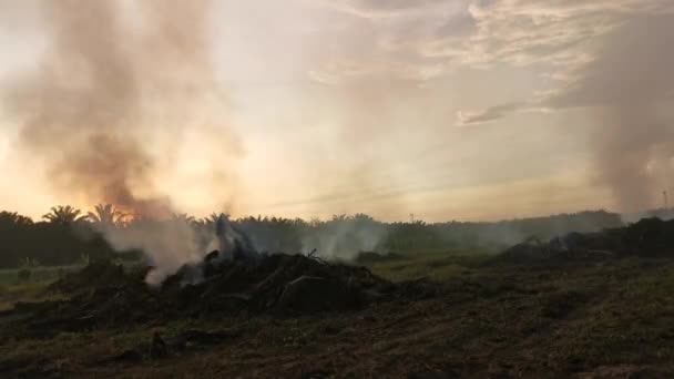 Čas Vypršení Plantáže Palmového Oleje Odlesňování Kouř Pohybující Nahoru Časné — Stock video