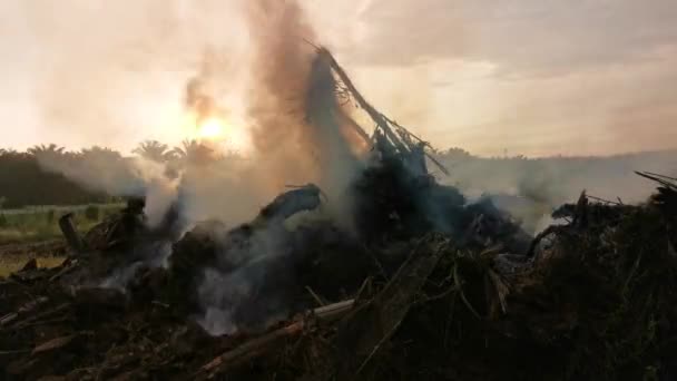 Lapso Tempo Fumaça Desmatamento Plantação Óleo Palma Subindo Céu Matutino — Vídeo de Stock