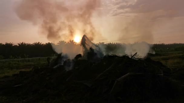 Tijd Verstrijken Van Palmolieplantage Ontbossing Rook Beweegt Zich Vroege Ochtend — Stockvideo