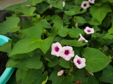 ipomoea yarasaları saksıda yetişir.