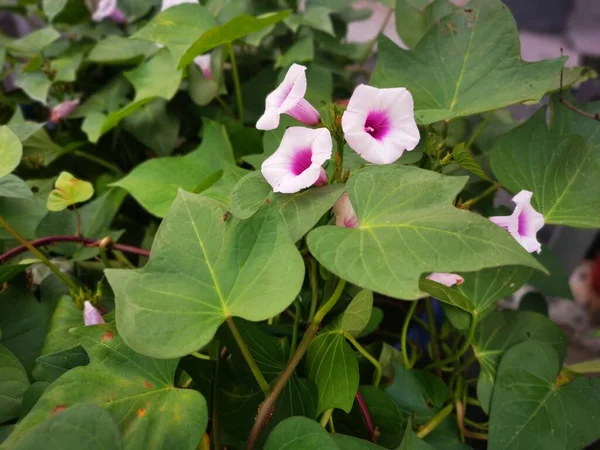 Ipomoea Yarasaları Saksıda Yetişir — Stok fotoğraf