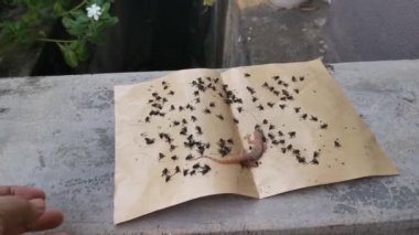 Yerel haşereler için yapışkan kağıt tuzağı sahnesi.