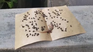Yerel haşereler için yapışkan kağıt tuzağı sahnesi.