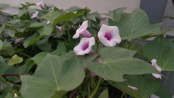 Imágenes Flor Ipomoea Batatas — Vídeo de stock