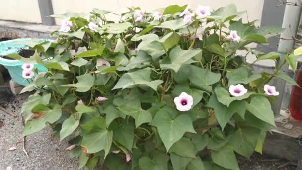 Imagens Flor Batatas Ipomoea — Vídeo de Stock