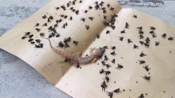 Footage Scene Sticky Paper Trap Domestic Pests — Stock Video