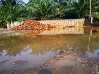 Palm Petrol Çiftliği 'nin açık hava manzarası