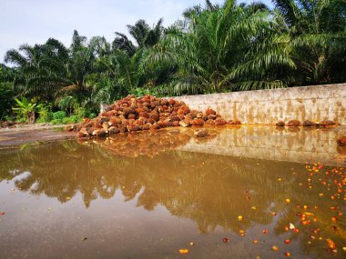 Palm Petrol Çiftliği 'nin açık hava manzarası
