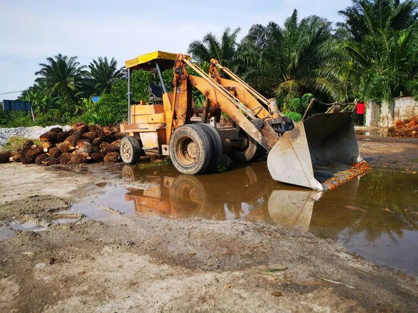 Outdoor Scene Palm Oil Plantation Site — Stock Photo, Image