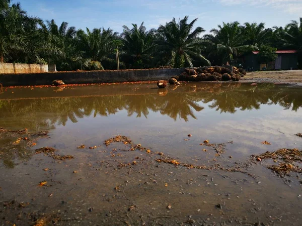 Palm Petrol Çiftliği Nin Açık Hava Manzarası — Stok fotoğraf