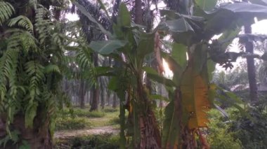 Palmiye yağı kırsalındaki güneş ışınlarının görüntüleri.