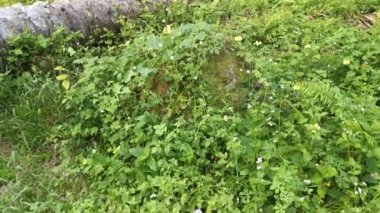 Yerdeki termit tepesinin görüntüsü.