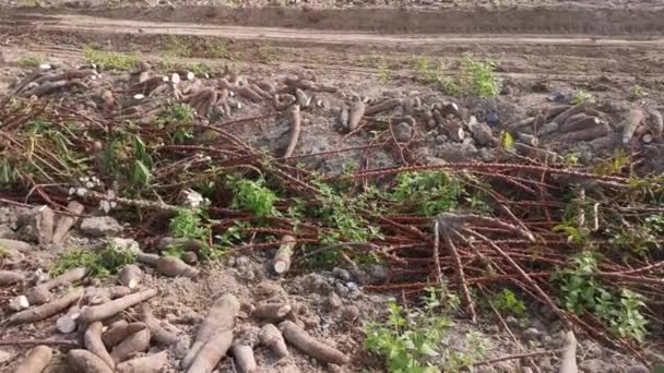 Filmszene Der Tapiokapflanzung Auf Dem Bauernhof — Stockvideo